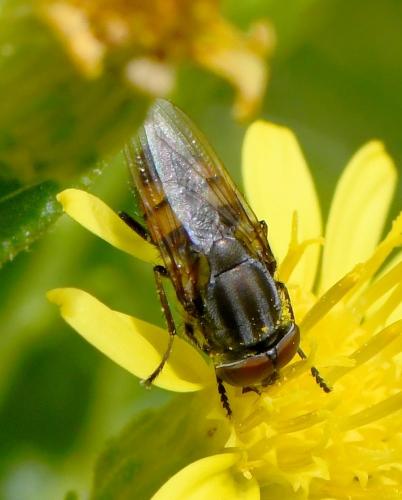 Stomorhina lunata